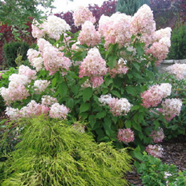    Hydrangea paniculata Grandiflora 